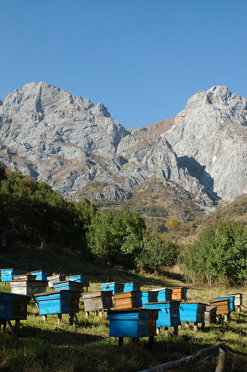 Bee-keeping as a sustainable livelihood in Kyrgyzstan & Tajikistan, credit Chris Loades FFI