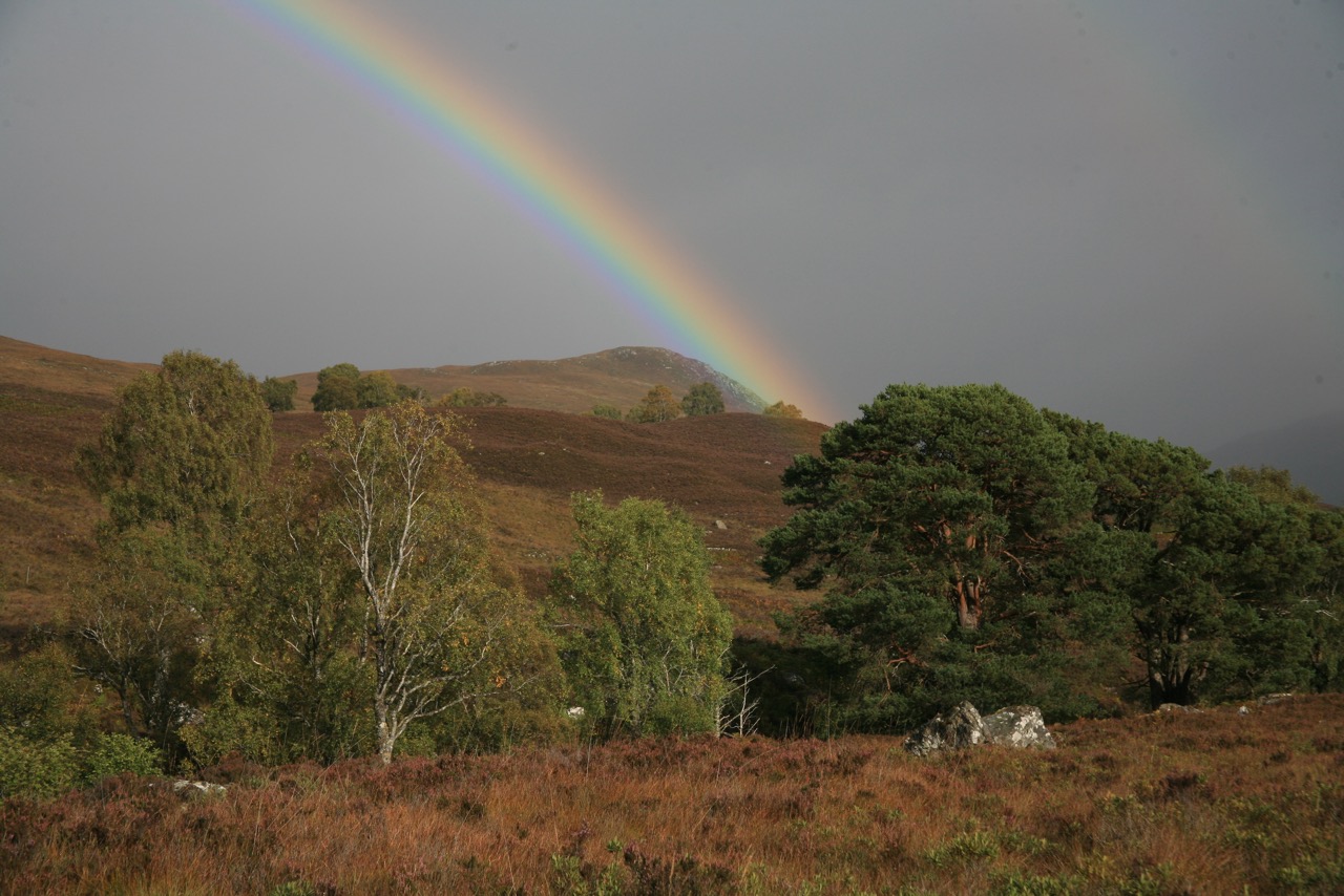 Rainbow over remnant pines & birches at Trees for Life's Dundreggan Conservation Estate in the Scottish Highlands. Photo by Alan Watson-Featherstone