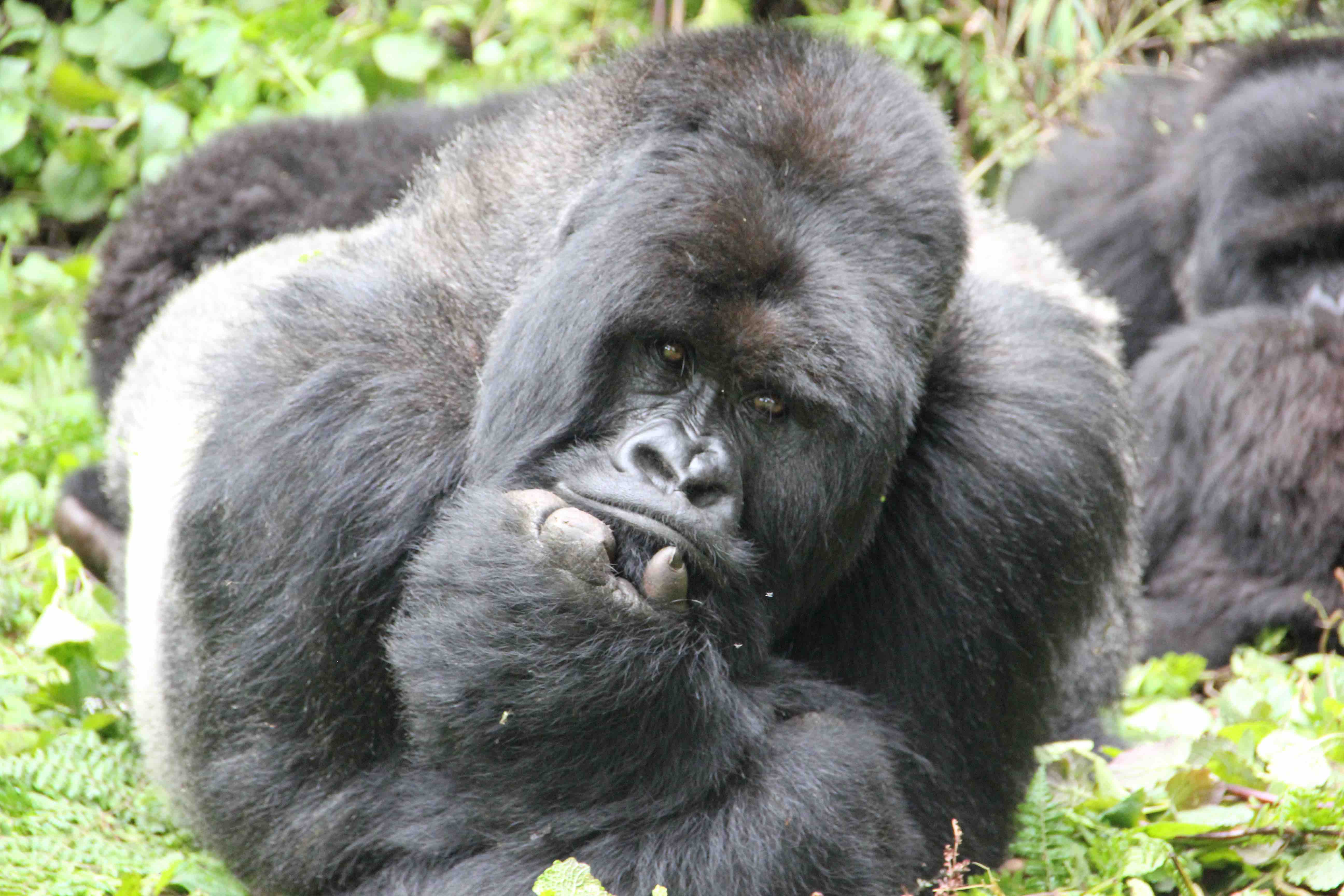 Silverback mountain gorilla Dian Fossey Gorilla Fund copy