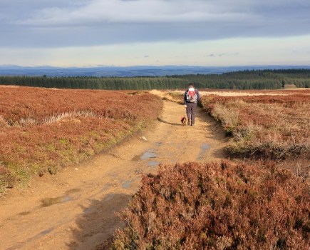 BLANCHland moor