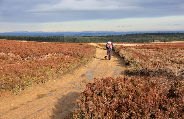 BLANCHland moor