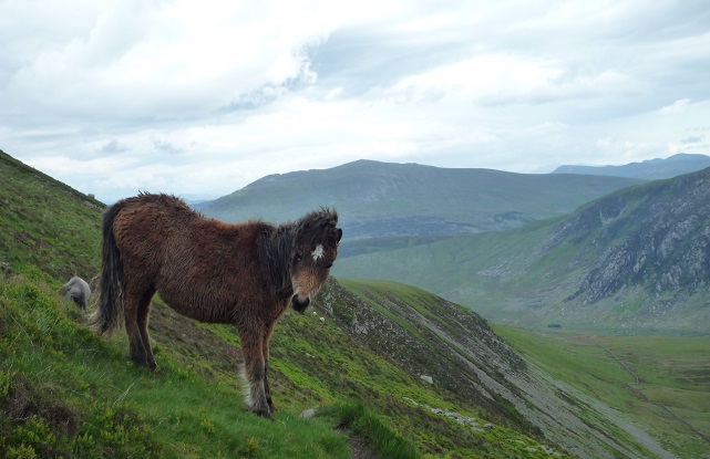 CARNEDDAU PLATEAU