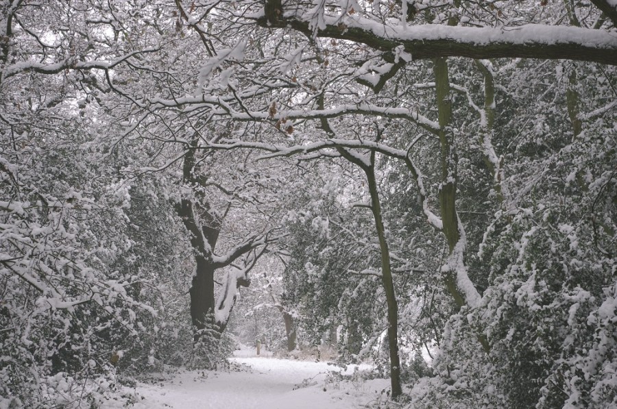 Epping Forest