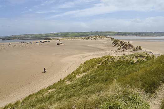 BrauNton BURROWS