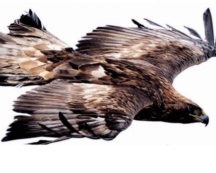 Last golden eagle