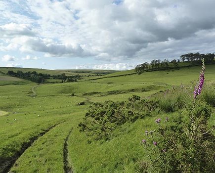 Radnorshire hills