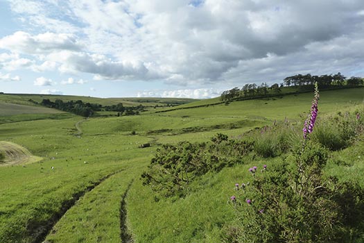 Radnorshire hills