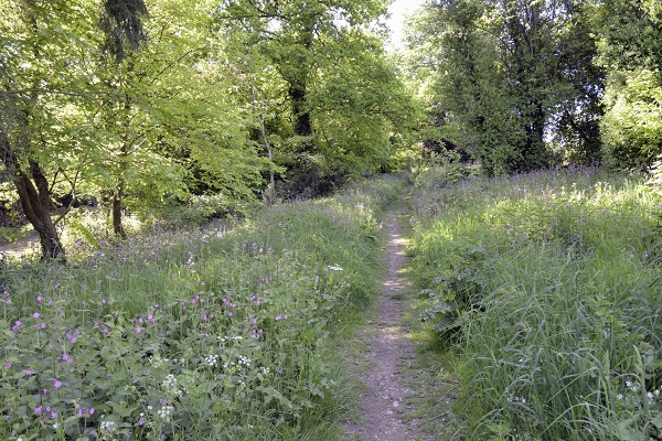 Woods on the Quantocks