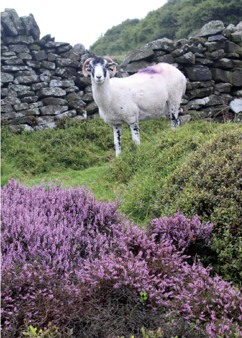 Peak District walks