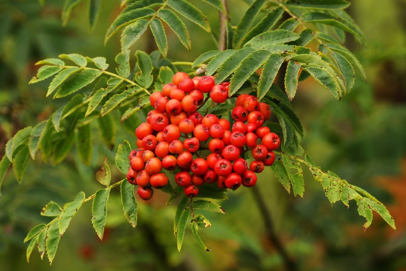 Rowan berries © Moors for the Future Partnership