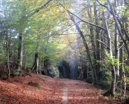 Surrey Hills scenic