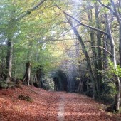 Surrey Hills scenic