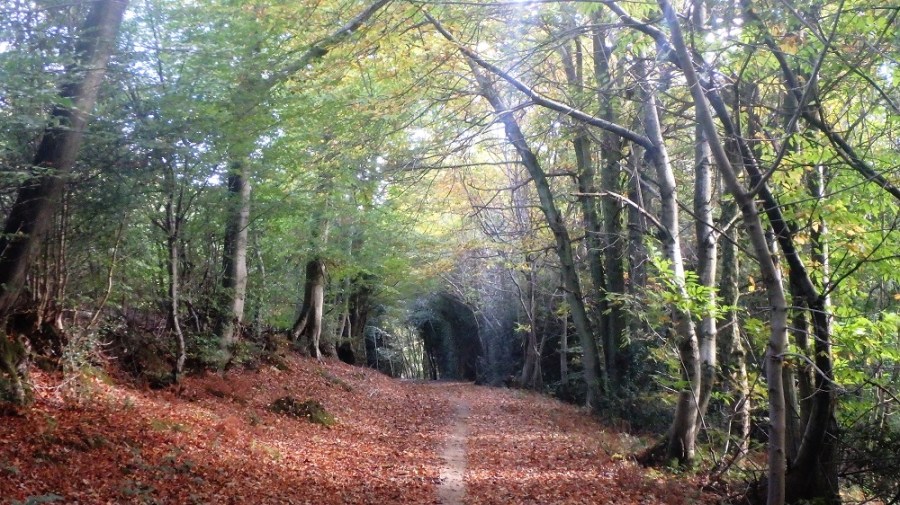 Surrey Hills scenic