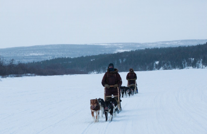 dogsledding