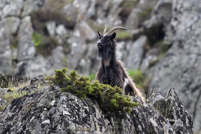 Feral goat