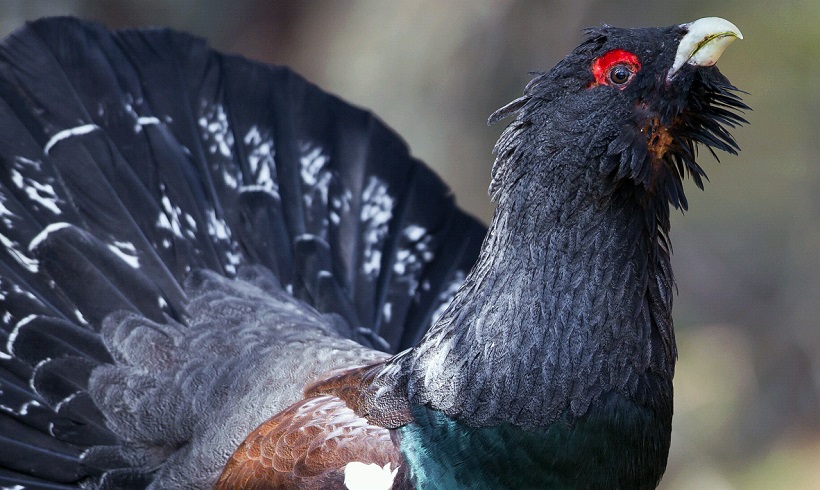 Capercaillie