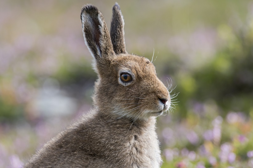 mountain hare