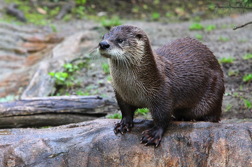 otter