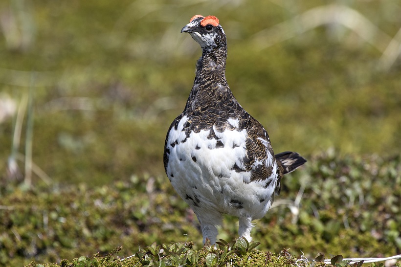 ptarmigan