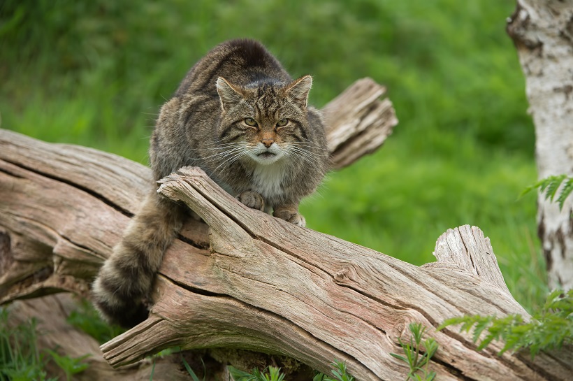 scottish wildcat