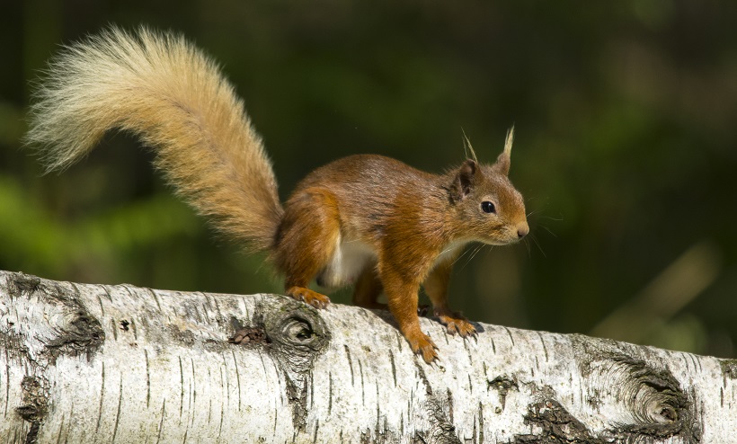 Red Squirrel