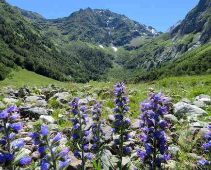 Artiga de Lin Flowers and mountains