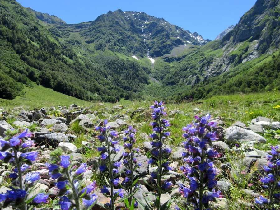 Artiga de Lin Flowers and mountains