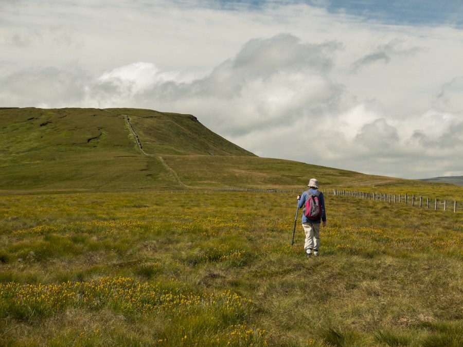 Walker with white hat and pole moving across a flat field on walk from Great Whernside to Coverdale