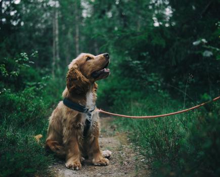 A cocker spaniel enjoying one of the dog-friendly walks in the Lake District, UK.