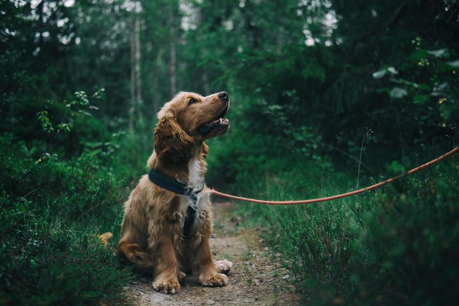 A cocker spaniel enjoying one of the dog-friendly walks in the Lake District, UK.