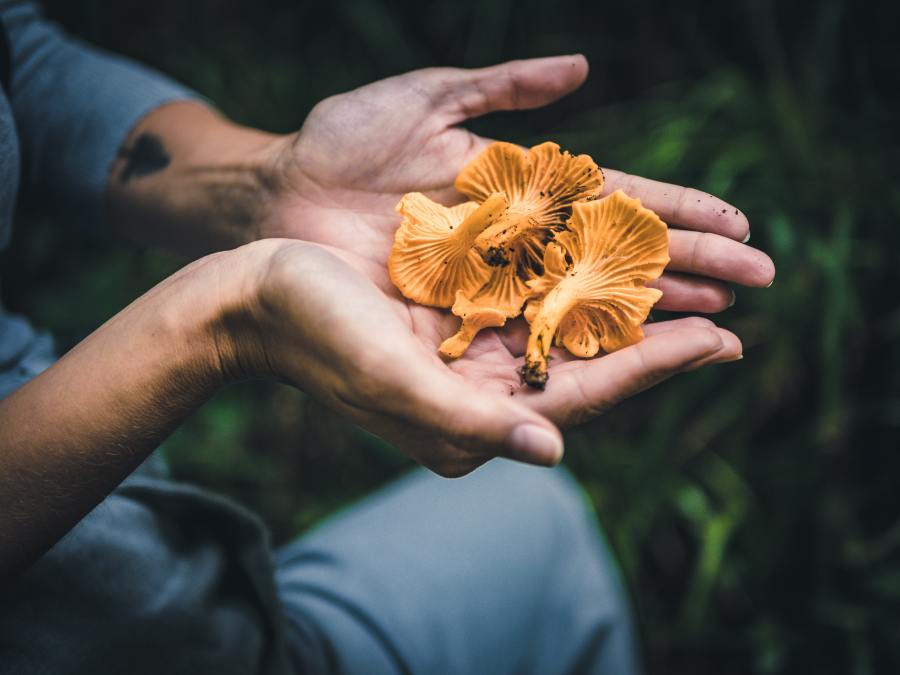 Foraging chanterelle mushrooms