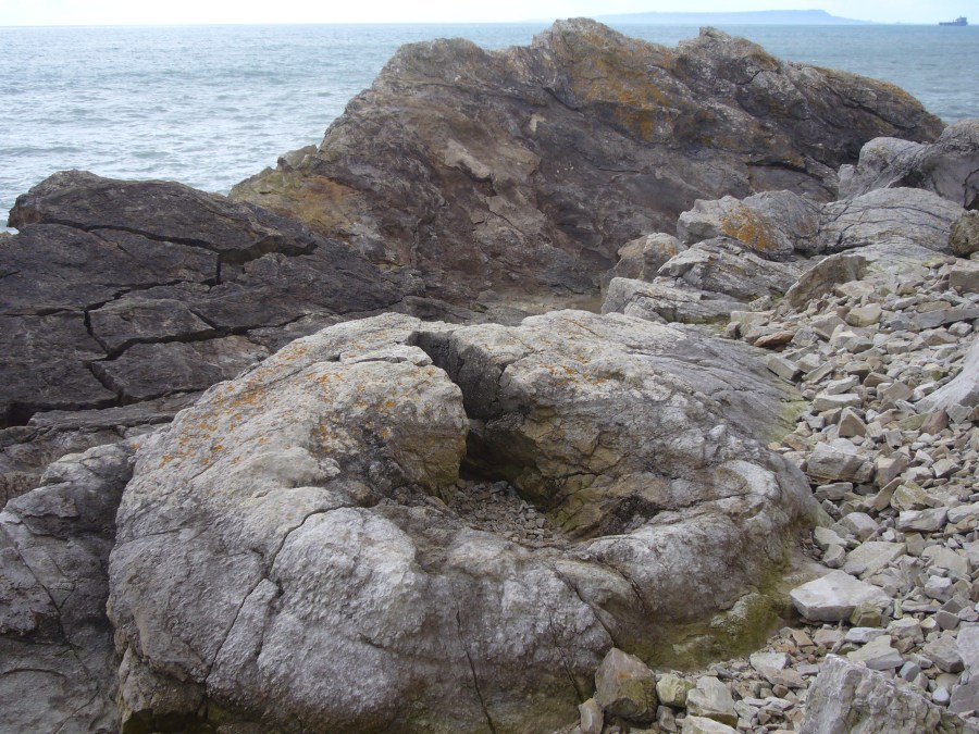 Fossil Forest near Lulworth Cove and Lulworth Ranges