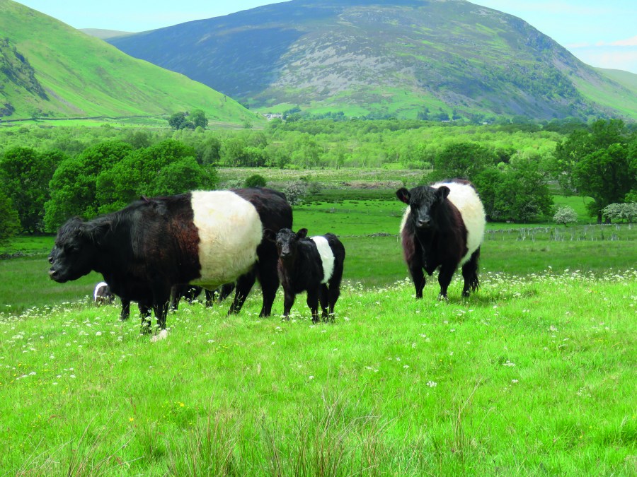 Belties and calves on Eycott Hill (Credit_ Cumbria Wildlife Trust