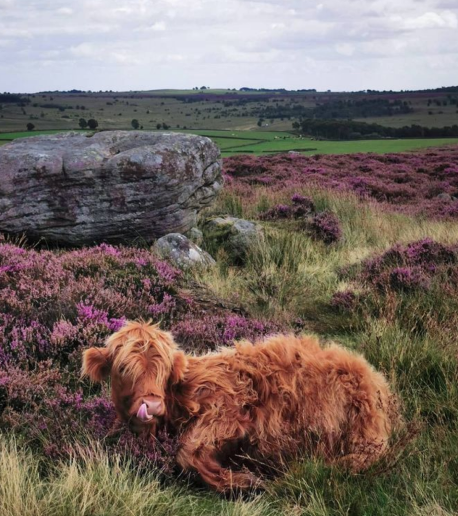 One of the resident cows on Curbar Edge.