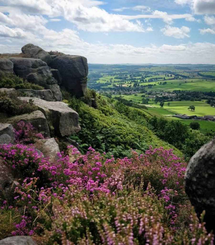 The heather blooming on Curbar Edge, one of the best family walks in the Peak District Credit: Francesca Donovan