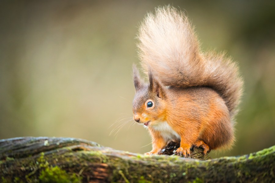 Start the day right with breakfast Red Squirrel spotting (Credit_ Wild Intrigue)