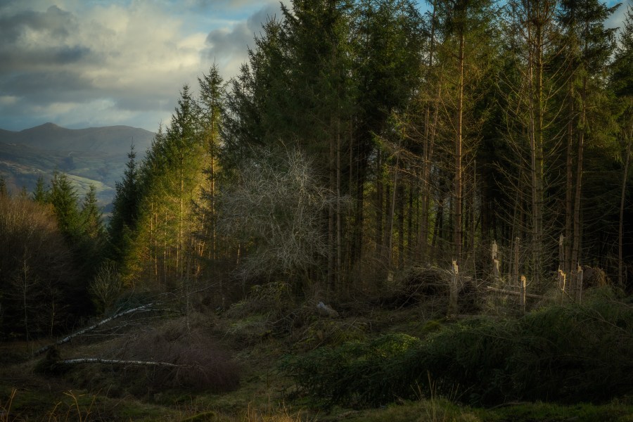 ‘Destruction’, 2022. Earth Photo ‘Changing Forests’ category winner. Credit_ David Rippin