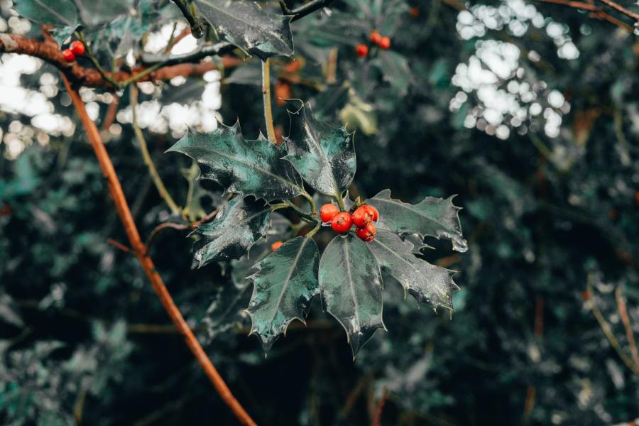 Holly plant in snow with red berries_pexels-joe-cory