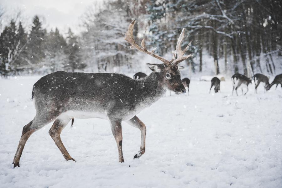 best-christmas-walks_cairngorm-reindeer_pexels-annika-thierfeld-735988