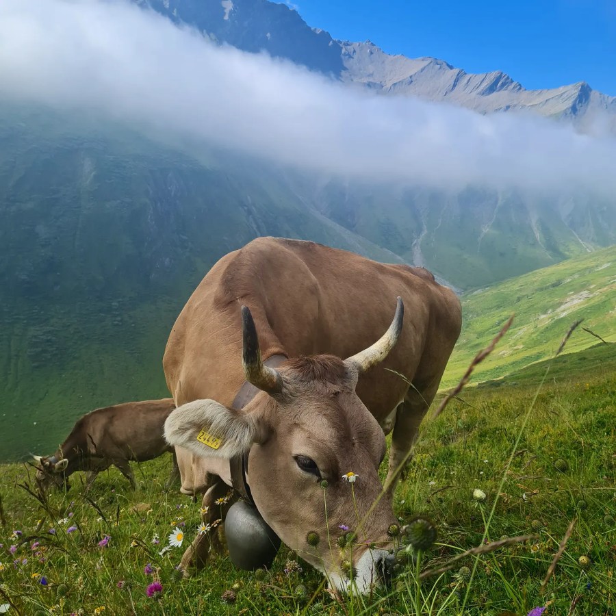 Making Swiss friends thru-hiking on Tour du Mont Blanc _credit Heather Mackins