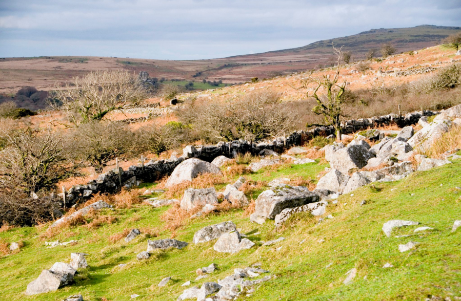 Looking north to Great Staple Tor from the old walled enclosures near King’s Tor