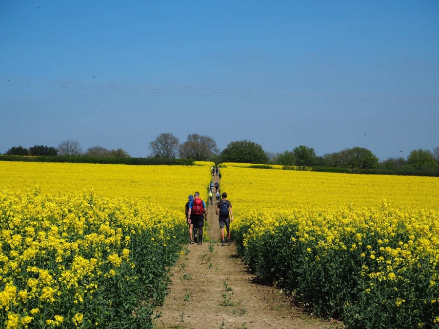 Walking through a rape field at the Ironbridge Walking Festival