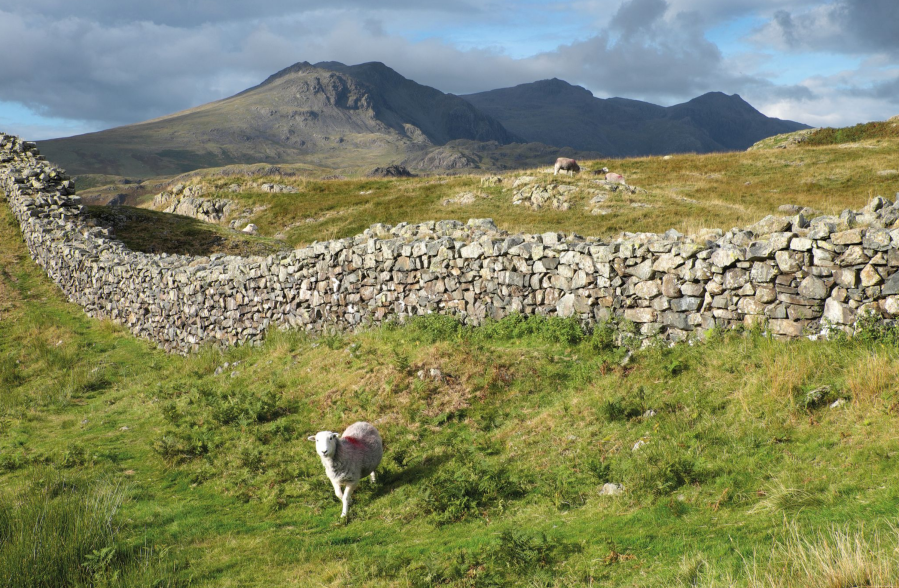 Harter fell wild walk - Looking across the walls of Hardknott Fort towards the Scafells_VCROW