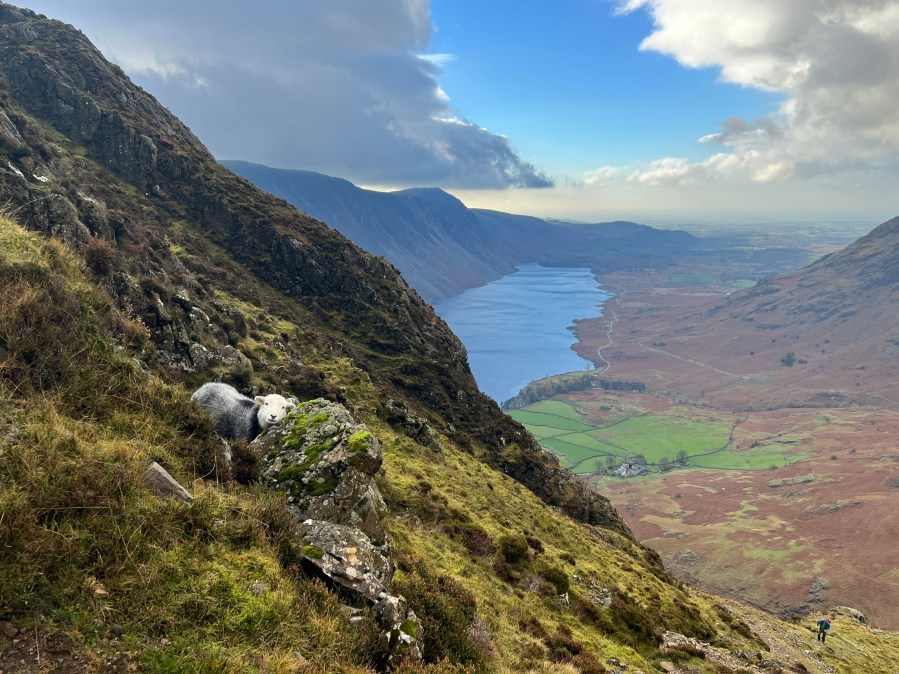 A Herdwick found their own way up Yewbarrow.