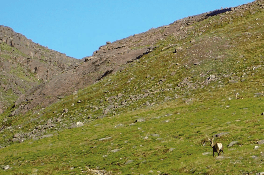 Deer in the Upper Coire with the Notch Ahead - Sgòrr Ruadh route