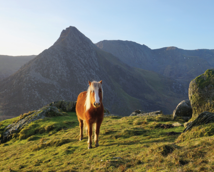One of the Carneddau ponies poses in front of Tryfan on one of the best Easter walks in the UK.jpg