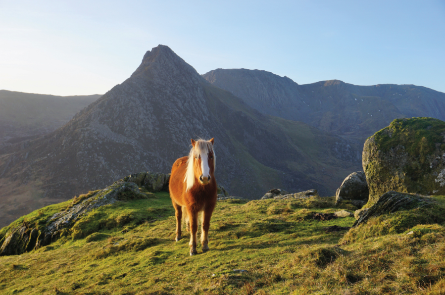 One of the Carneddau ponies poses in front of Tryfan on one of the best Easter walks in the UK.jpg