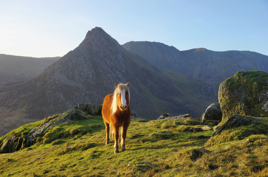 One of the Carneddau ponies poses in front of Tryfan.jpg