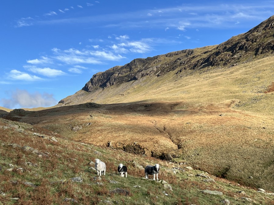 The three Herdwicks of Yewbarrow