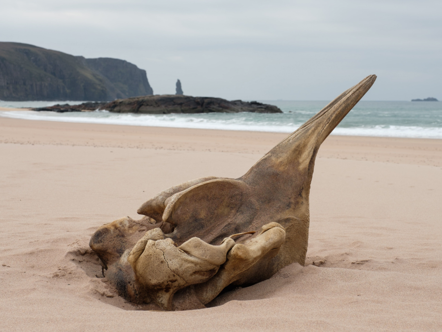 A whale skull on the Cape Wrath Trail beach with a view to the sea stack of Am Buachaille.Credit: Alex Roddie